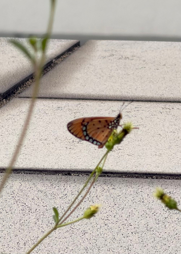Acraea terpsicore