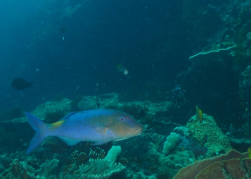 Parupeneus cyclostomus observed 2026-10-17