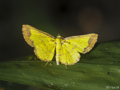 Corymica latimarginata
