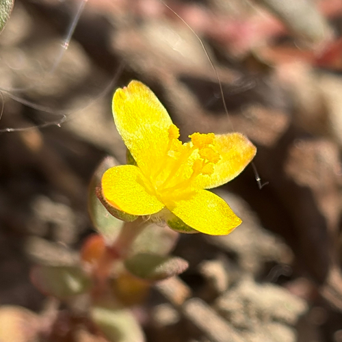 Portulaca quadrifida observed 2026-10-20