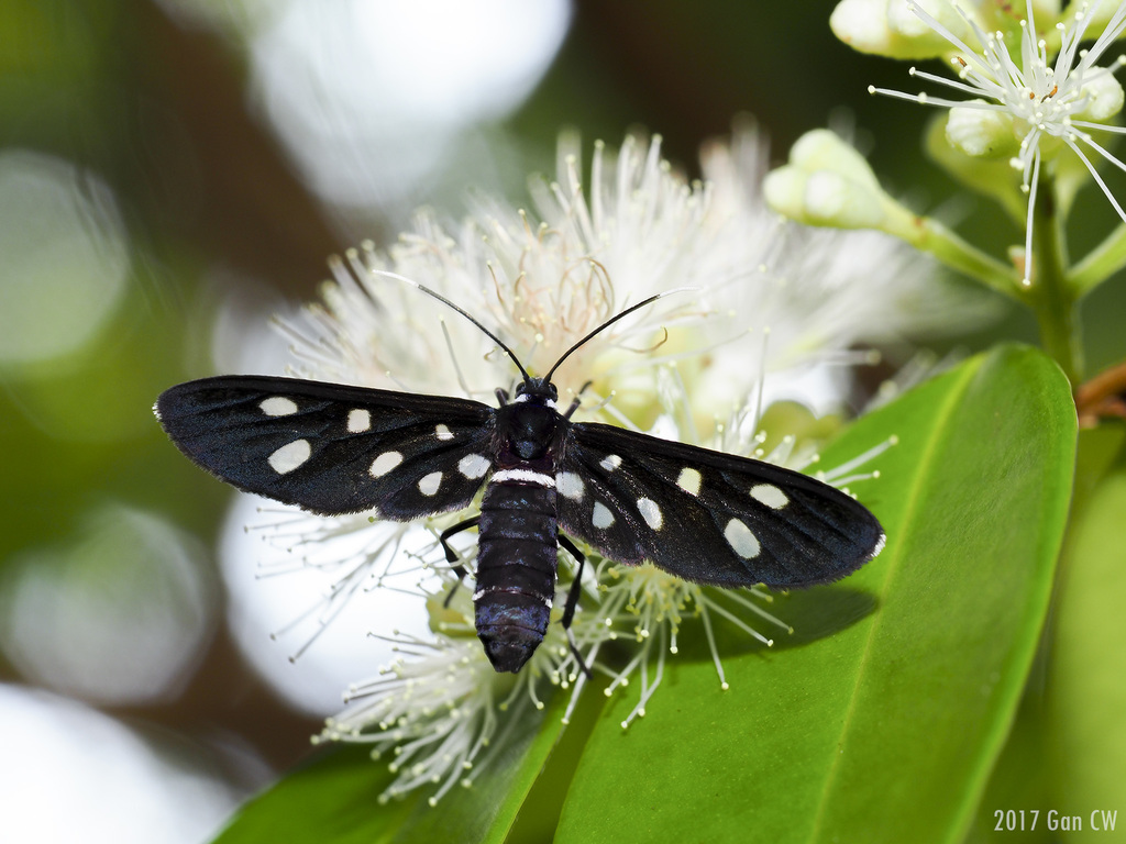 Amata stellaris
