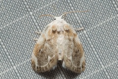 Niphopyralis