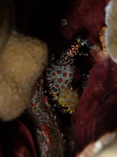 Saron marmoratus observed 2026-10-15