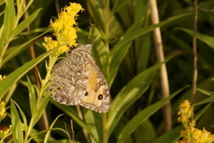 Hipparchia semele
