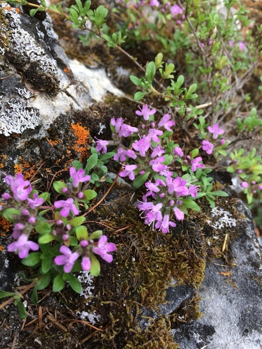 Thymus talijevii, photograph 3