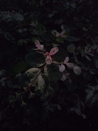 Breynia disticha observed 2026-10-20