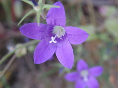 Campanula lusitanica