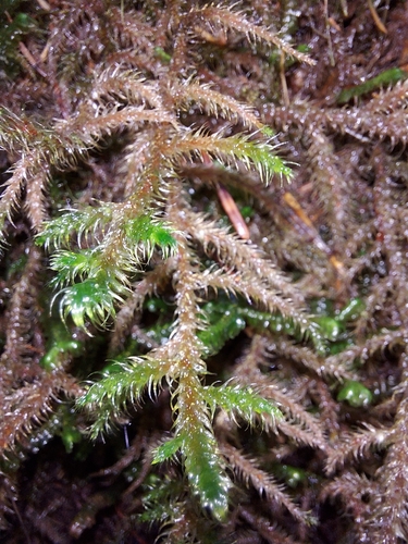 Rhytidiadelphus loreus observed 2026-10-20