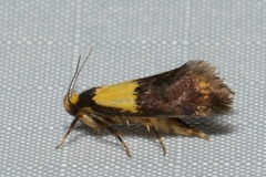 Eulechria periphanes