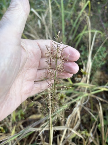 Coleataenia rigidula observed 2026-10-19
