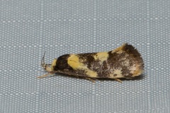 Eulechria clytophanes