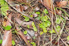 Corybas aconitiflorus