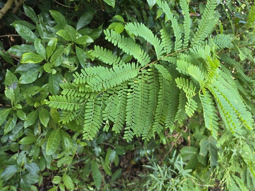 Phyllanthus emblica observed 2026-10-18
