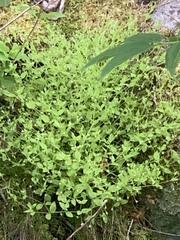 Moehringia trinervia