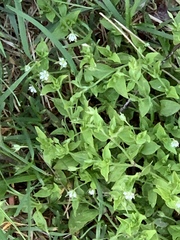 Moehringia trinervia