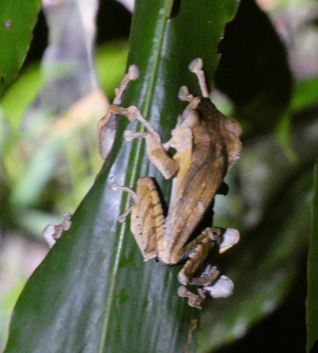 Polypedates otilophus, 2026-10-13
