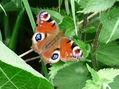 Aglais io