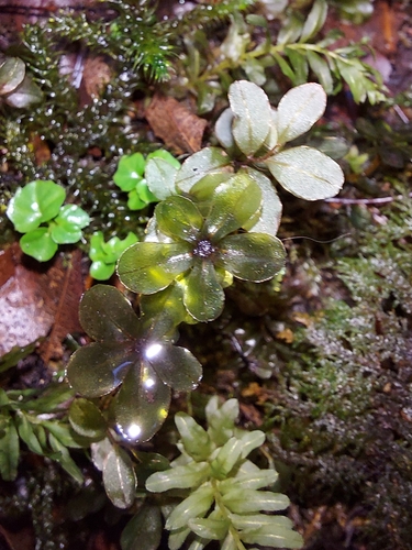 Rhizomnium punctatum observed 2026-10-20
