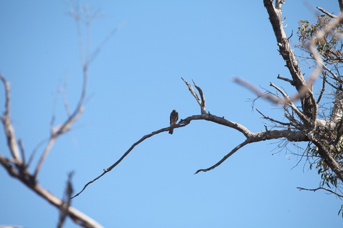 Accipiter cirrocephalus observed 2026-10-18