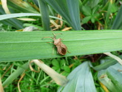 Coreus marginatus