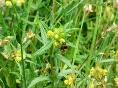 Bombus terrestris