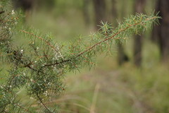 Hakea decurrens physocarpa