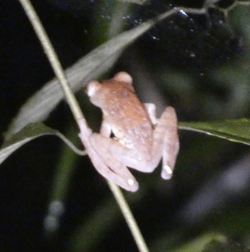 Rhacophorus pardalis observed 2026-10-13