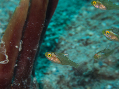 Ostorhinchus hoevenii