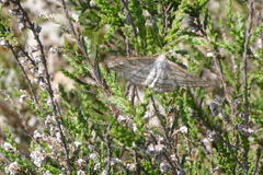 Perconia strigillaria