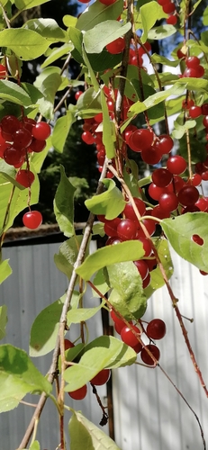 chokecherry photograph by the iNaturalist community