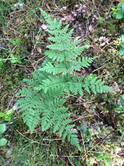 Cystopteris montana