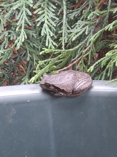 European Tree Frog