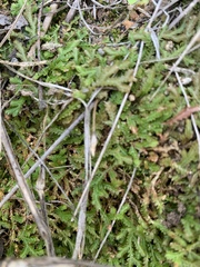 Selaginella mittenii