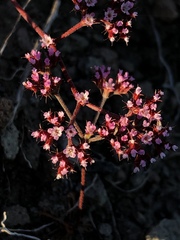 Chorizanthe staticoides