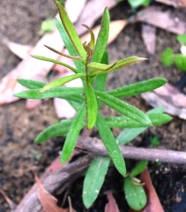 Grevillea mucronulata