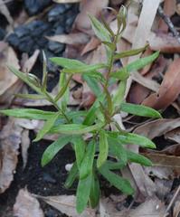 Grevillea mucronulata