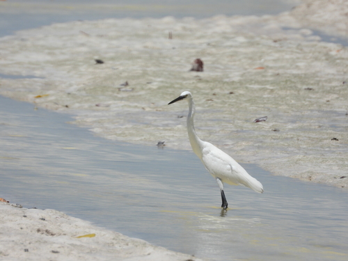 iNaturalist image