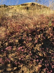 Chorizanthe staticoides