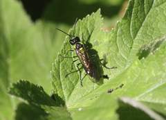Tenthredo mesomela