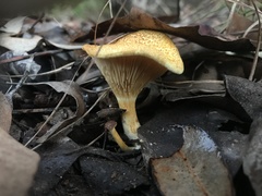 Austropaxillus mcnabbii