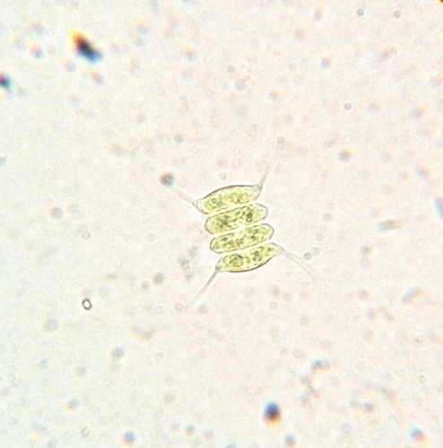 Scenedesmus observed 2026-10-20
