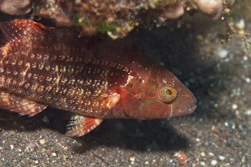 Oxycheilinus bimaculatus observed 2026-10-14