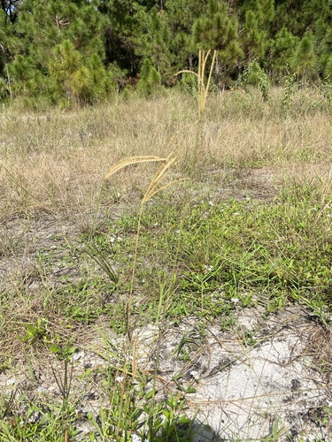 Eustachys petraea observed 2026-10-12