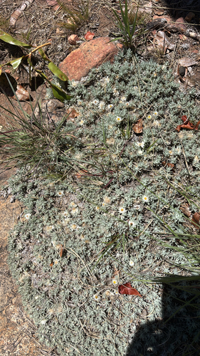 Helichrysum cerastioides, 2026-10-20