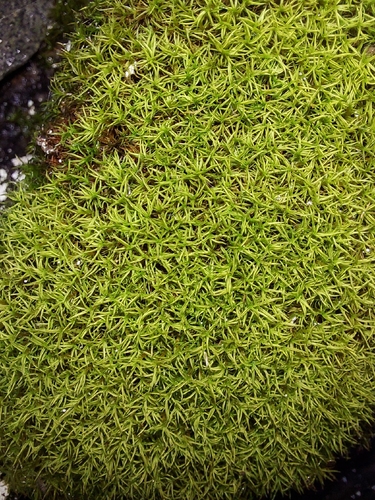 Amphidium mougeotii observed 2026-10-20