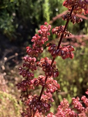 Rumex californicus