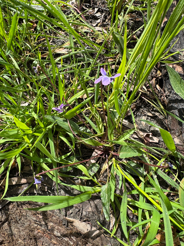 Viola betonicifolia, 2026-10-20