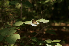 Pararge aegeria