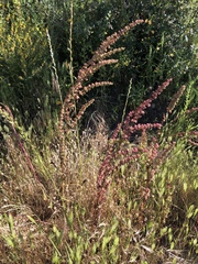 Rumex californicus