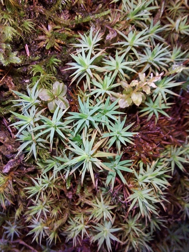 Pogonatum observed 2026-10-20